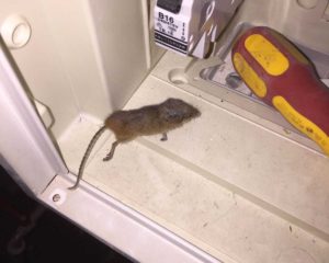 Ratte im Zählerschrank